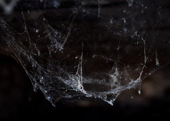 Horror cobweb  spider web   in   old basement isolated 