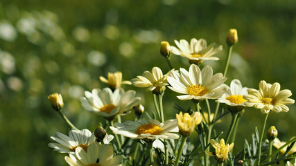 huge daisies