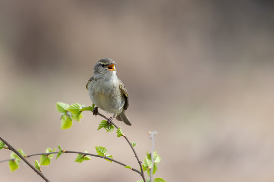 The common chiffchaff (Phylloscopus collybita), or simply the chiffchaff, is a common and widespread leaf warbler. Closeup portrait of common chiffchaff (Phylloscopus collybita). - Powered by Adobe