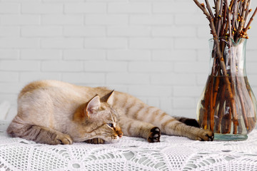 Red fluffy Siamese cat sleeps on  background of  wall