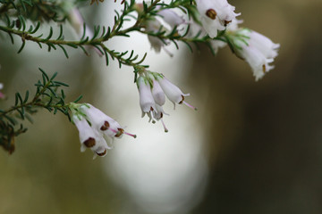 Heath white flowers