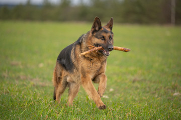 German shepherd running on a green meadow