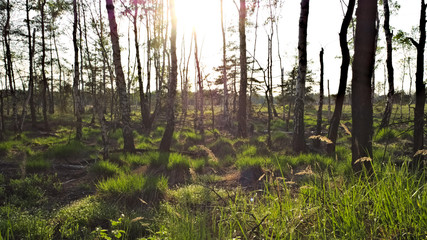 forest sunset