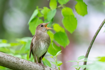 The thrush nightingale (Luscinia luscinia), also known as the sprosser, is a small passerine bird that was formerly classed as a member of the thrush family Turdidae
