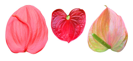 Obraz premium Anthurium flowers of different colors isolated on a white background.