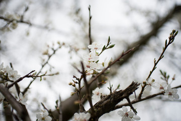 White flower on tree branch