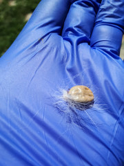 dog mite in the palm of your hand, pulled out of the dog and pumped blood.