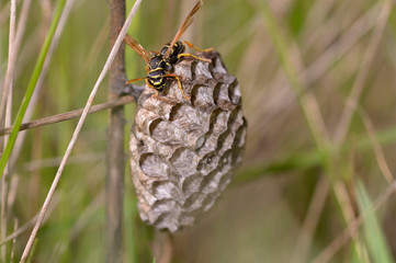 Wasp guarding nest combs offspring