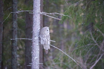 Great Grey Owl