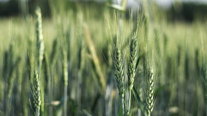 Field of grain