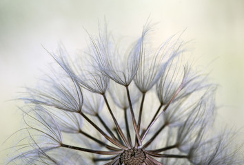 Tragopogon porrifolius purple or common salsify oyster vegetable or plant Jerusalem star Jack go to bed goatsbeard feathery fruits of this umbrella-like plant