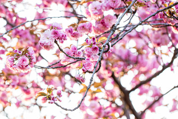 Obraz na płótnie Canvas tree with pink flowers in spring