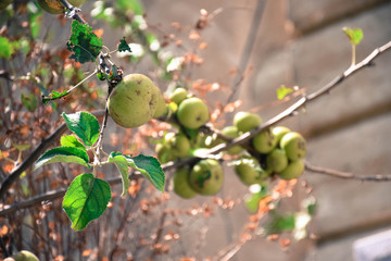 green apples in a tree, spring season