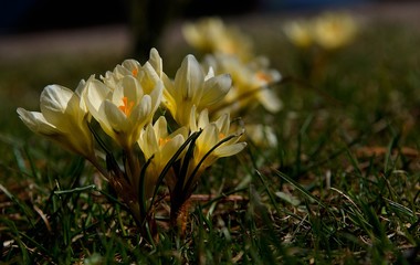 Obraz premium Der Krokus mit gelben Blüten Crocus ancyrensis wächst in seinem natürlichen Lebensraum.