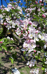 Blooming apple orchard in spring. Apple tree
