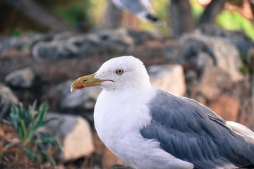 seagull