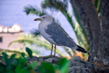 seagull