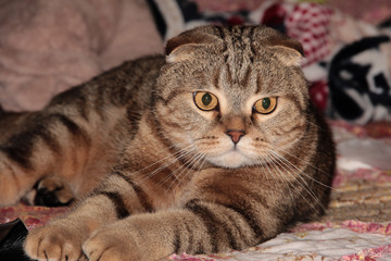 Naklejka na ściany i meble Striped Scottish fold. Beautiful house cat. A cat with big eyes.