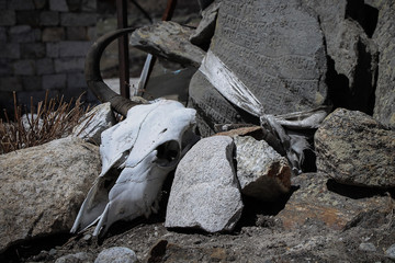 White skull of domestic yak lies next to mani stone with buddhist mantra 
