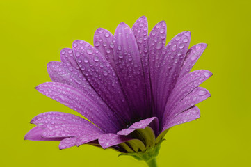 fiore con sfondo colorato