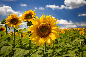 Obraz premium sunflowers field
