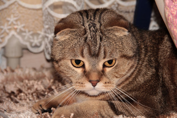 Striped Scottish fold. Beautiful house cat. A cat with big eyes. The cat looks down. An aggrieved pet.