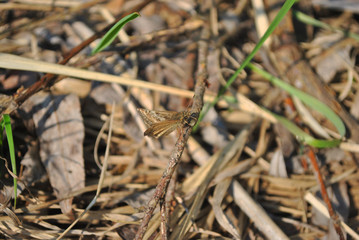 Small brown butterfly dingy skipper (Erynnis tages) sitting on dry twig, green grass and dry leaves soft blurry background