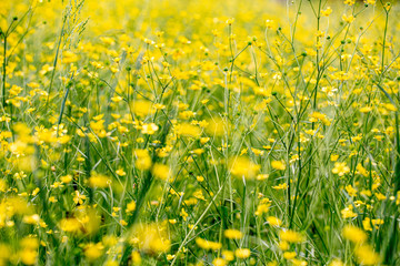yellow flower field in the hills