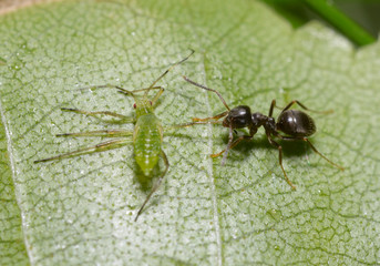 Ant pulling the aphid by the leg