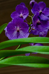 Naklejka premium Orchids