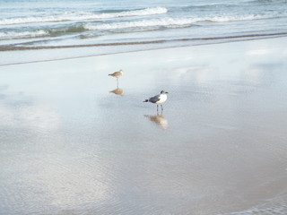 birds on the beach