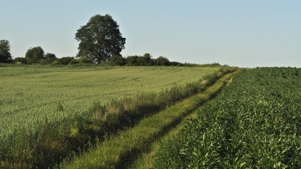 fields and flowery meadows