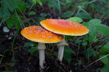 Orange top wild mushrooms