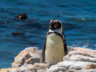 Bettys Bay with cute Penguins in close up view
