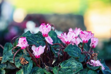 Wild cyclamen flowers close up  background.