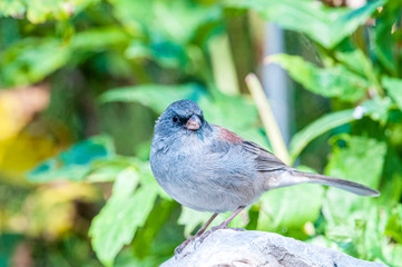 Dark-eyed Junco Gray-headed 