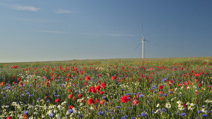  windmill and flowering meadow