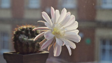  cactus flower