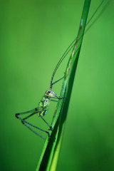 dragonfly on leaf