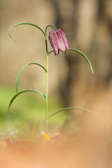 Snake's head fritillary (Fritillaria meleagris) or chess flower, frog-cup, guinea flower, leper lily, Lazarus bell or kockavica in family Lilliaceae, chequered pattern flowers in shades of purple, rar