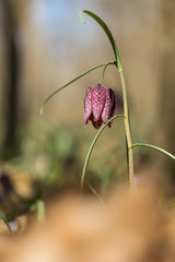 Snake's head fritillary (Fritillaria meleagris) or chess flower, frog-cup, guinea flower, leper lily, Lazarus bell or kockavica in family Lilliaceae, chequered pattern flowers in shades of purple, rar