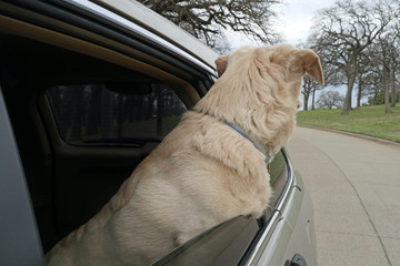 Dog riding in a car looking out the back window.