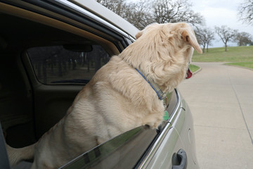 Dog in car, looking out of the back window.