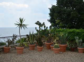 Fototapeta premium Cactus by the sea.