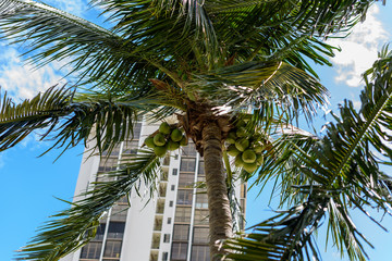 Fototapeta na wymiar Copa de palmera con cocos verdes 