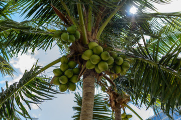 Copa de palmera con cocos verdes  