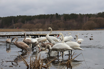 A flock of swans comes ashore from the water