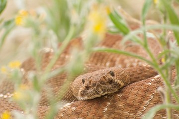 Red Diamond Rattlesnake
