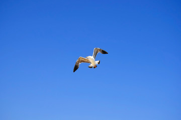 Fototapeta na wymiar Large white seagull is flying in crystal blue sky. Serenity of wildlife.