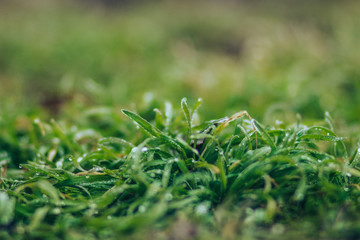 closeup of green grass